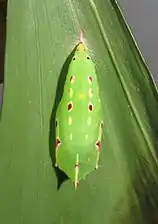 Pupa