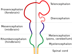 The nervous system is shown as a rod with protrusions along its length. The spinal cord at the bottom connects to the hindbrain which widens out before narrowing again. This is connected to the midbrain, which again bulges, and which finally connects to the forebrain which has two large protrusions.