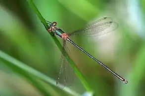 Immature male