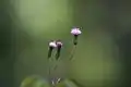 Emilia sonchifolia in South East Asia