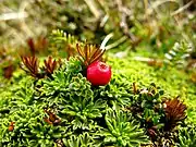 Close up of Empetrum rubrum in Navarino Island, Tierra del Fuego.