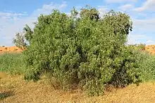 An emu bush growing in the desert