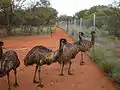 The baby emus all grown up on Angas Downs in March 2012 thanks to generous support from the Canberra Burley Griffin Rotary Club