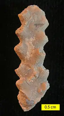 Enallhelia, a scleractinian coral from the Matmor Formation