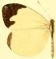 E. l. mercenaria female