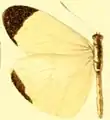 E. l. mercenaria male