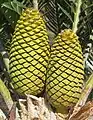 Cones