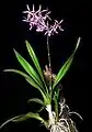 Encyclia adenocaula plant