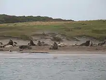 By the 21st century the islands had become the primary breeding location of New Zealand sea lions.