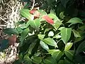 new red Corkwood leaves growing at Wyrrabalong National Park