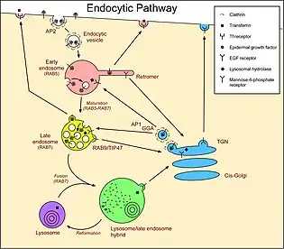 This is crucial for many disease pathways