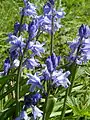 Spanish bluebells, Hyacinthoides hispanica