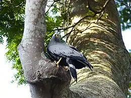 African harrier hawk (Polyboroides typus) in Botanical Gardens, Entebbe, Uganda