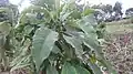 View of plant in Uganda Wildlife Conservation Education Center