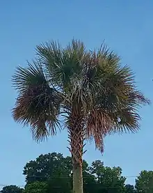 S. palmetto in Enterprise, Alabama