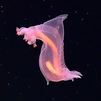 A benthopelagic and bioluminescent swimming sea cucumber, 3200 metres deep