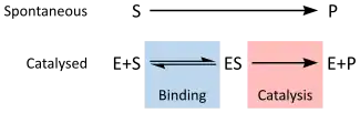 Schematic reaction diagrams for uncatalzyed (Substrate to Product) and catalyzed (Enzyme + Substrate to Enzyme/Substrate complex to Enzyme + Product)