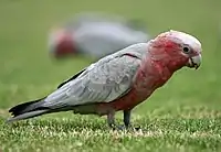 A juvenile galah feeding on a metropolitan lawn in Sydney