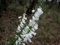 white-flowered shrub