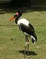 Saddle-billed stork