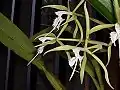 Epidendrum ciliare