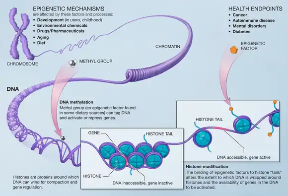 Mechanisms of epigenetics