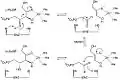 Mechanism of ribulose 5-phosphate 4-epimerase in active site