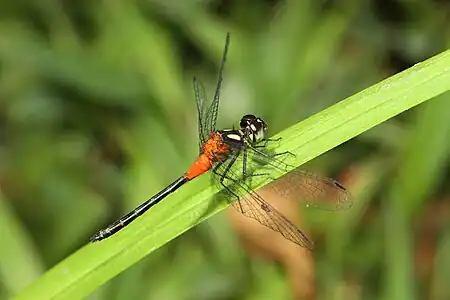 Epithemis mariae male