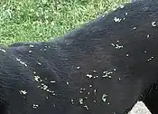 Seed dispersal by animals: many hooked Geum urbanum fruits attached to a dog's fur