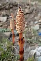 Equisetum arvense has persistent strobili.