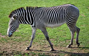 Grevy's zebra, Equus grevyi