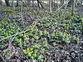 Winter Aconite (eranthis hyemalis) in the forest floor, one of the earliest flowers to appear (March).