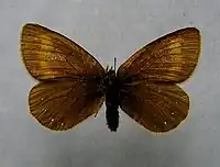 Erebia claudina