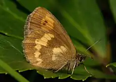 Erebia manto underside ♀