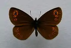 Erebia medusa ♂