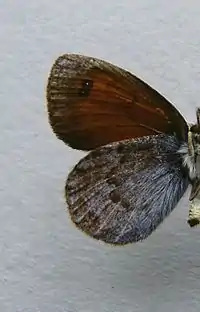 Erebia nivalisunderside