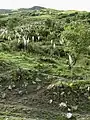 Large stand of wild plants, upland pasture, SW slope of Fergana range, bordering road to Sary-Kyr pass, Kyrgyzstan