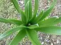 E. robustus leaf rosette at time of first appearance of embryonic flower spike