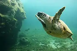 Hawksbill sea turtle