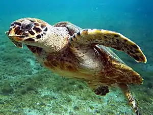 Photo of swimming turtle