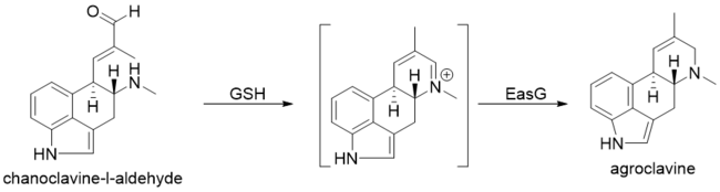 Formation of argoclavine