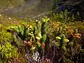 Erica viscaria