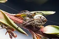 Either Eriophora heroine or Eriophora pustulosa