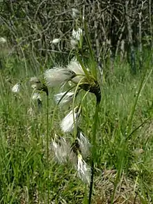 Broad-leaved cottongrass (Eriophorum latifolium)