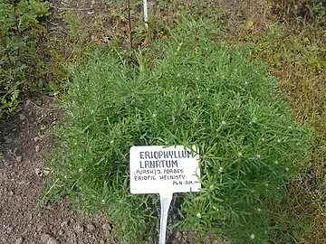 Shrub prior to bloom