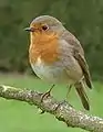 European robinErithacus rubecula