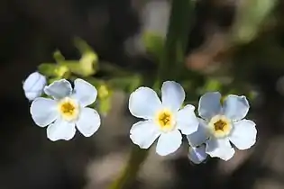 Eritrichium nipponicum, Japan