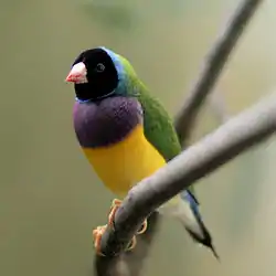 Gouldian finch perched on a twig