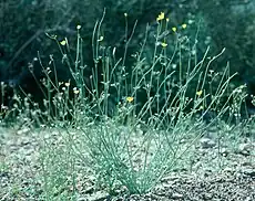 Eschscholzia minutiflora subsp. minutiflora