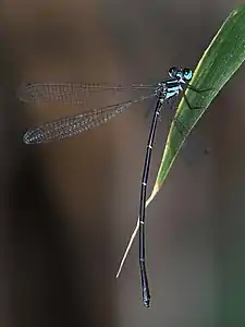 Female